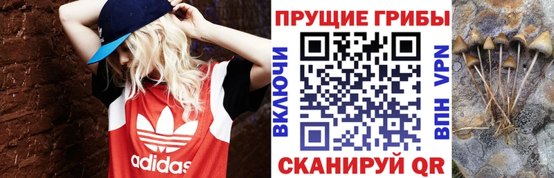 Псилоцибиновые грибы Psilocybe  купить наркотик  Щигры 